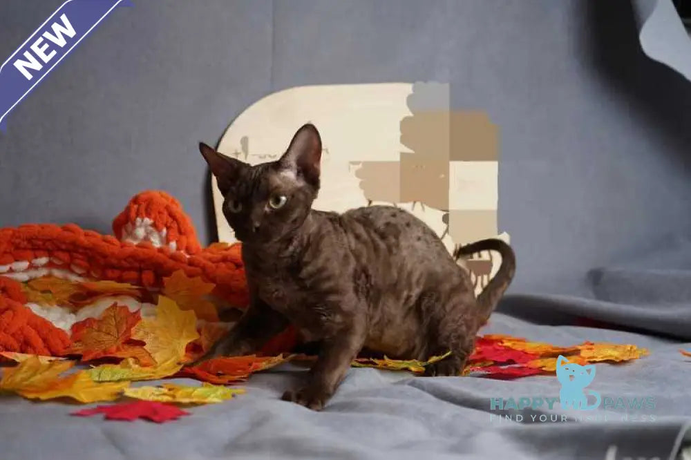 Darvin Devon Rex male chocolate live animals