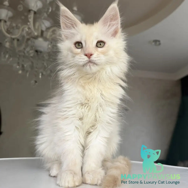Darvin Maine Coon male cream silver tabby - live animals