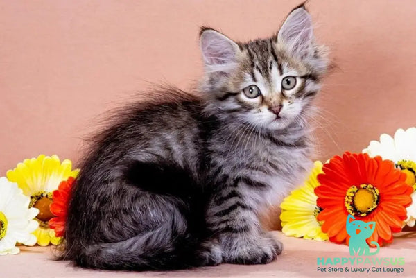 Darvin Siberian male black spotted tabby - live animals
