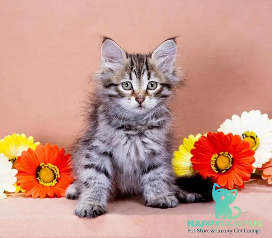 Darvin Siberian male black spotted tabby - live animals