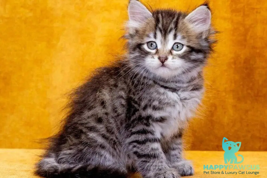 Darvin Siberian male black spotted tabby - live animals