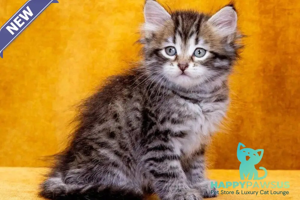 Darvin Siberian male black spotted tabby - live animals
