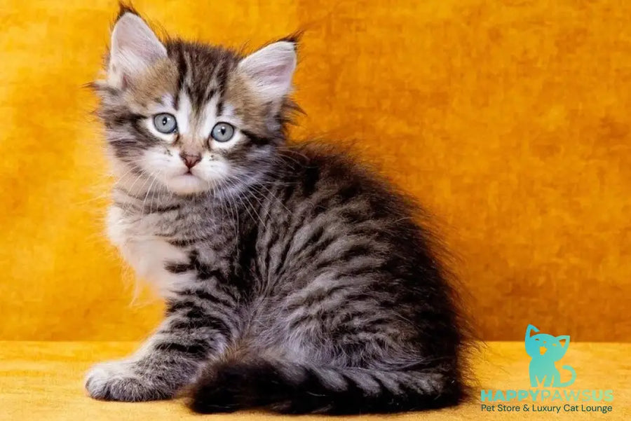 Darvin Siberian male black spotted tabby - live animals