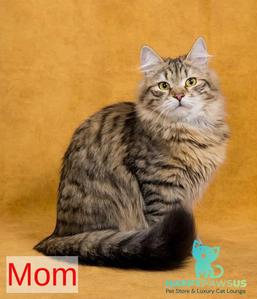 Darvin Siberian male black spotted tabby - live animals