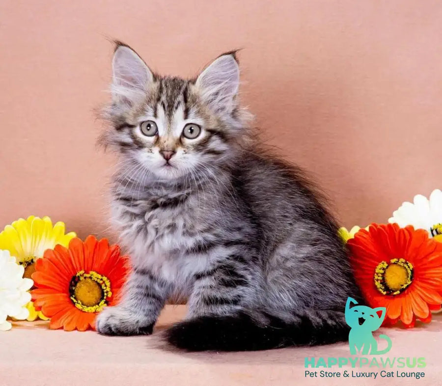 Darvin Siberian male black spotted tabby - live animals