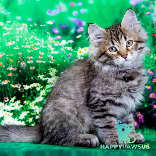 Darvin Siberian male black spotted tabby - live animals