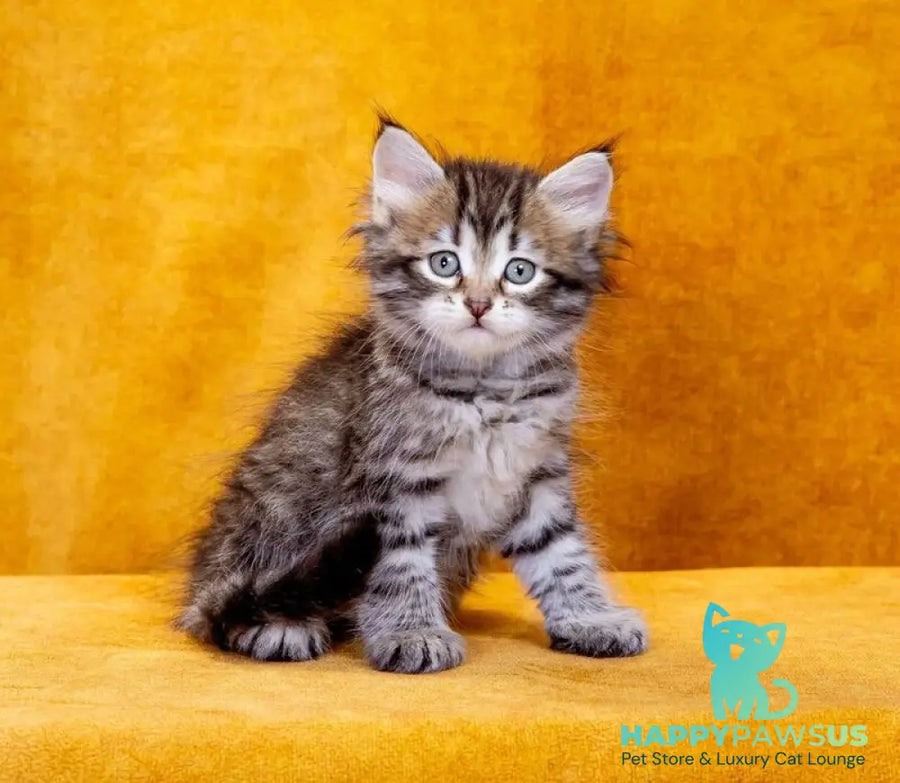 Darvin Siberian male black spotted tabby - live animals