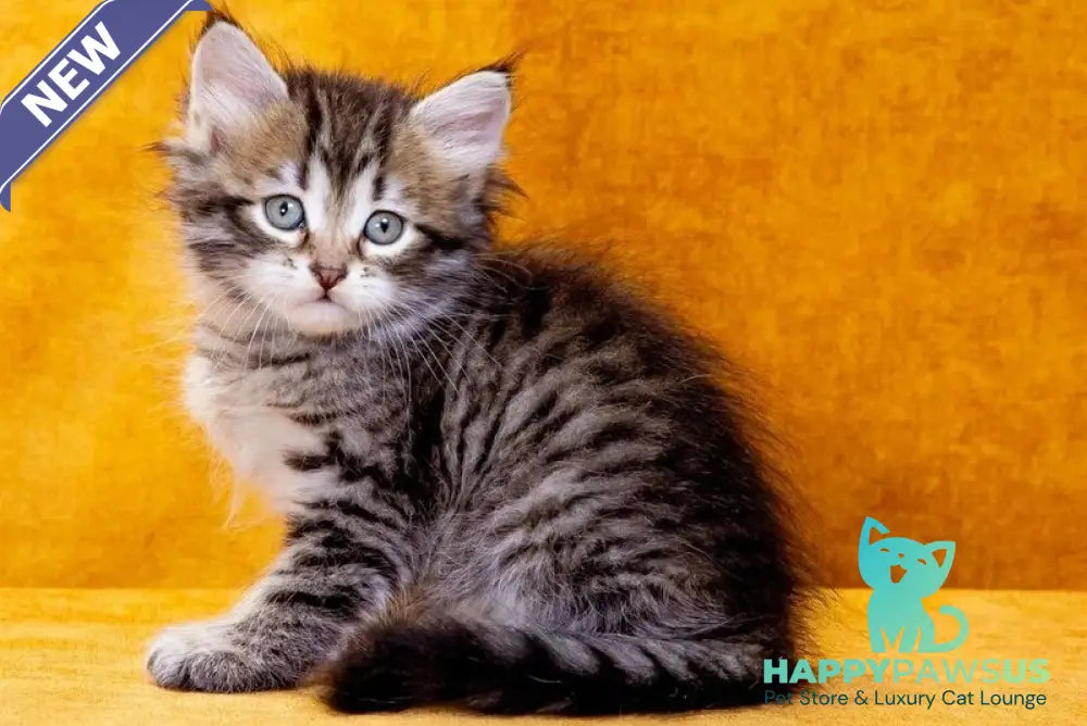 Darvin Siberian male black spotted tabby - live animals