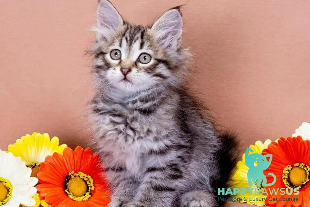 Darvin Siberian male black spotted tabby - live animals