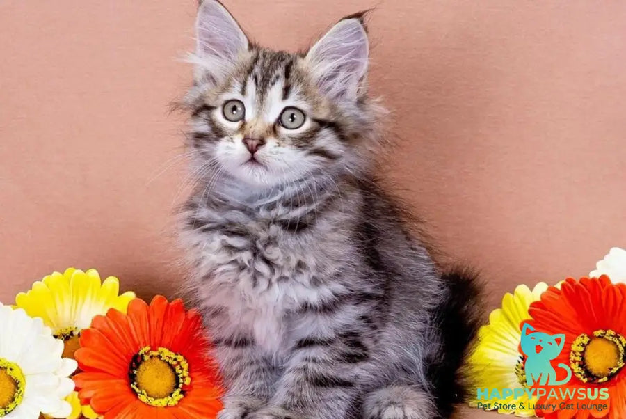 Darvin Siberian male black spotted tabby - live animals