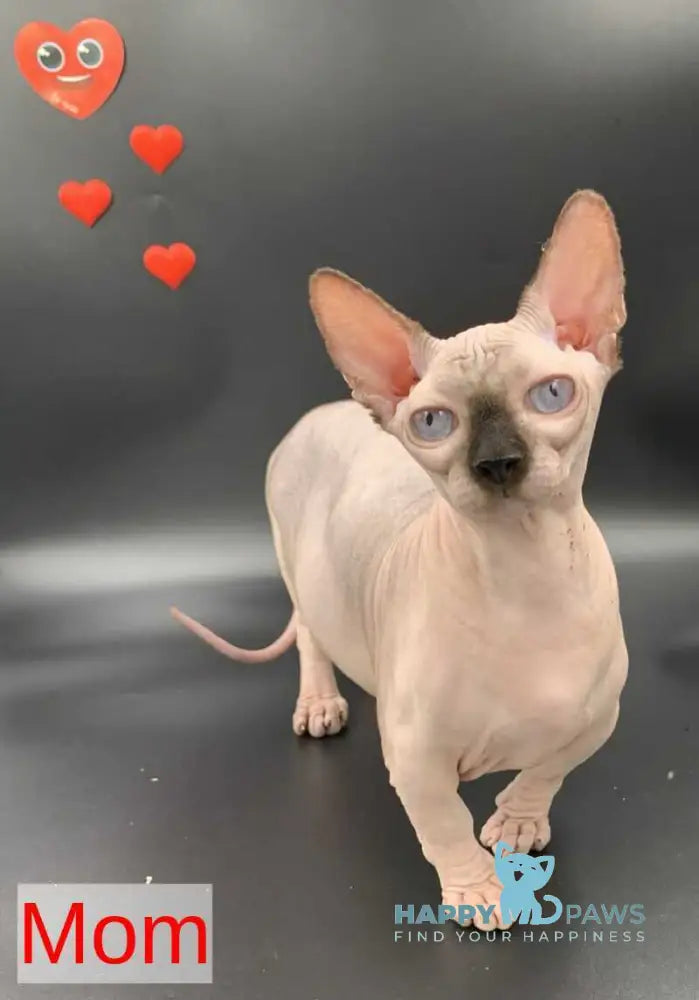 Dasha Bambino female blue pointed live animals