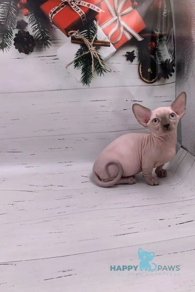 Dasha Bambino female blue pointed live animals