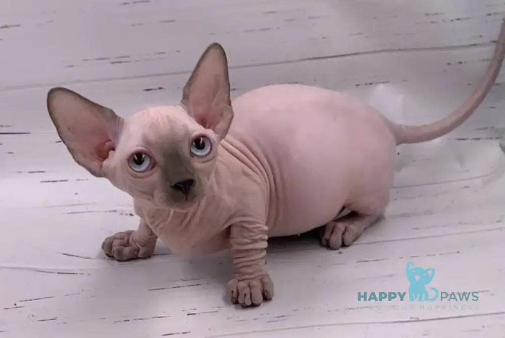 Dasha Bambino female blue pointed live animals