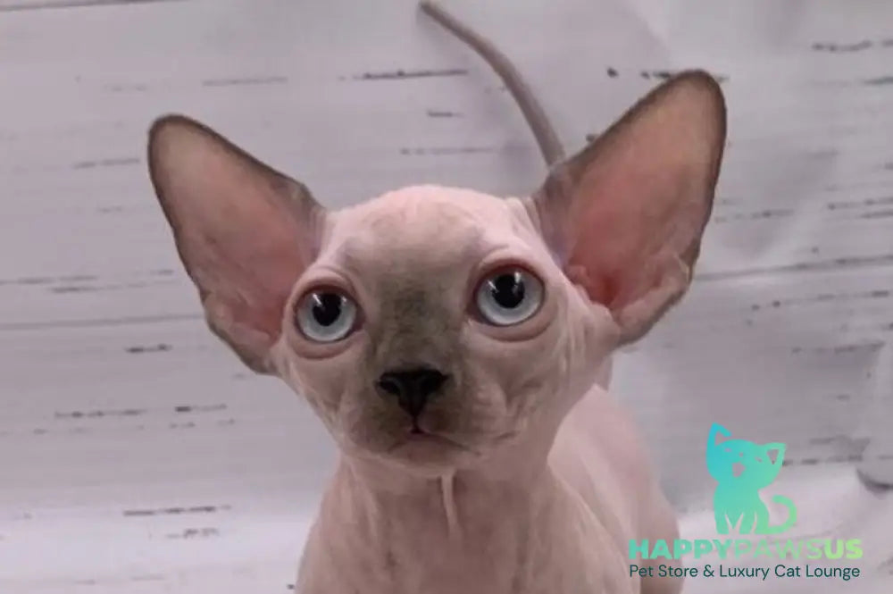 Dasha Bambino female blue pointed live animals