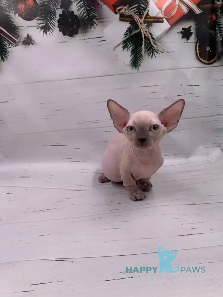 Dasha Bambino female blue pointed live animals