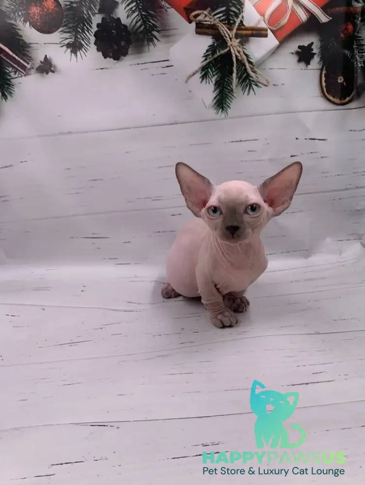Dasha Bambino female blue pointed live animals