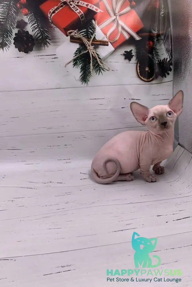 Dasha Bambino female blue pointed live animals