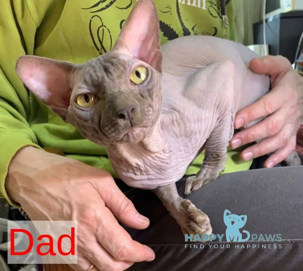 Dasha Bambino female blue pointed live animals