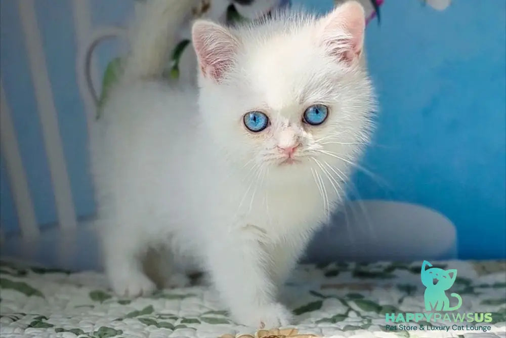 Dasha British Shorthair female black golden chinchilla pointed - live animals