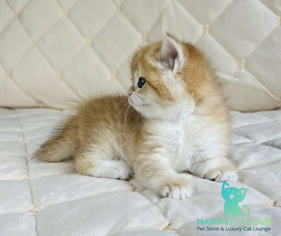 Dasha British Shorthair female black golden spotted tabby - live animals
