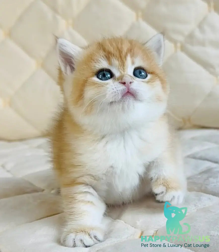 Dasha British Shorthair female black golden spotted tabby - live animals