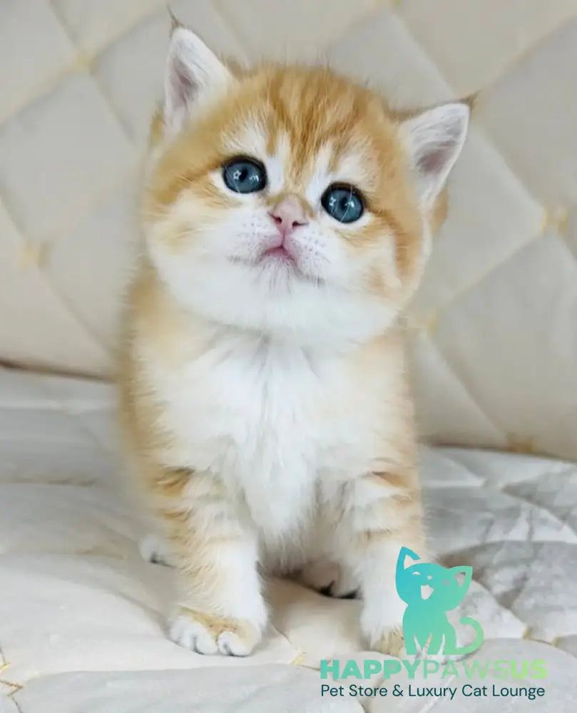 Dasha British Shorthair female black golden spotted tabby - live animals