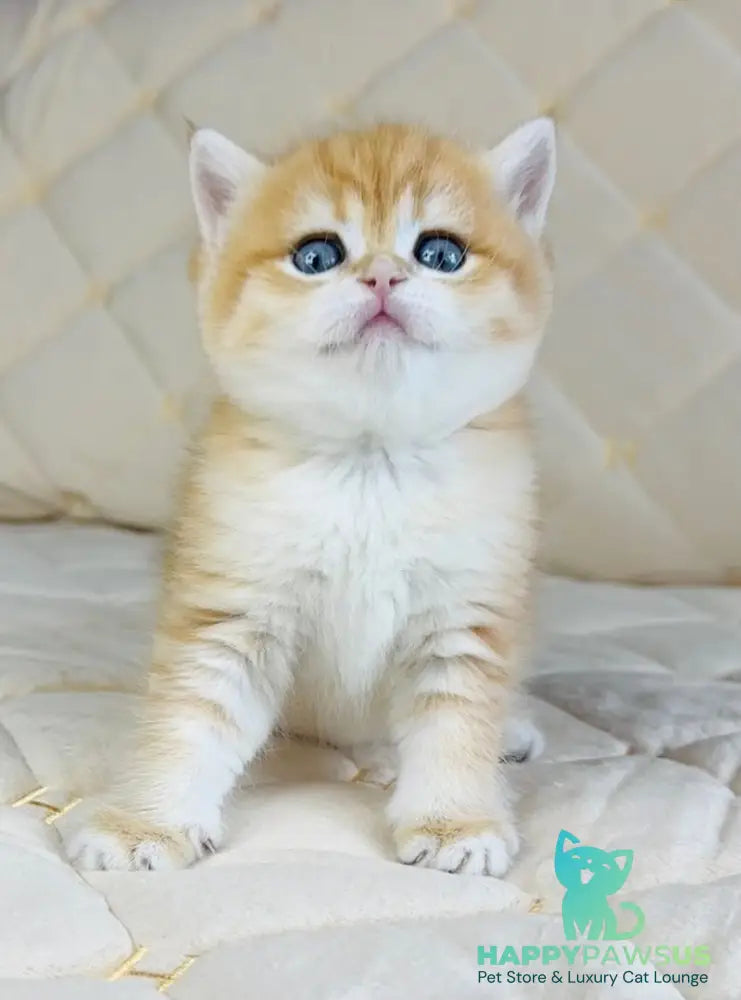 Dasha British Shorthair female black golden spotted tabby - live animals