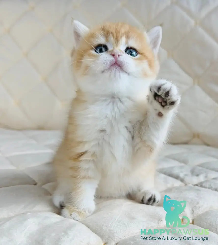Dasha British Shorthair female black golden spotted tabby - live animals