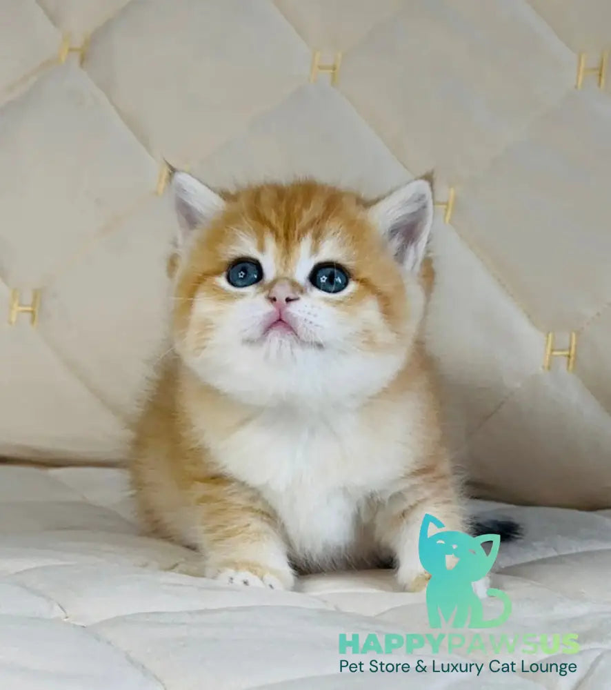 Dasha British Shorthair female black golden spotted tabby - live animals