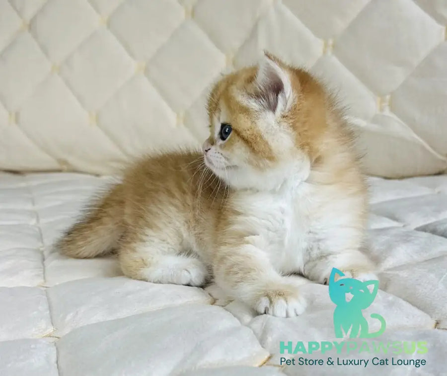 Dasha British Shorthair female black golden spotted tabby - live animals