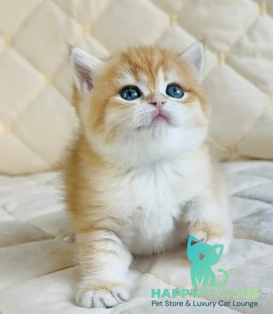 Dasha British Shorthair female black golden spotted tabby - live animals
