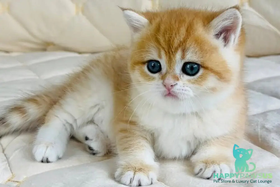 Dasha British Shorthair female black golden spotted tabby - live animals