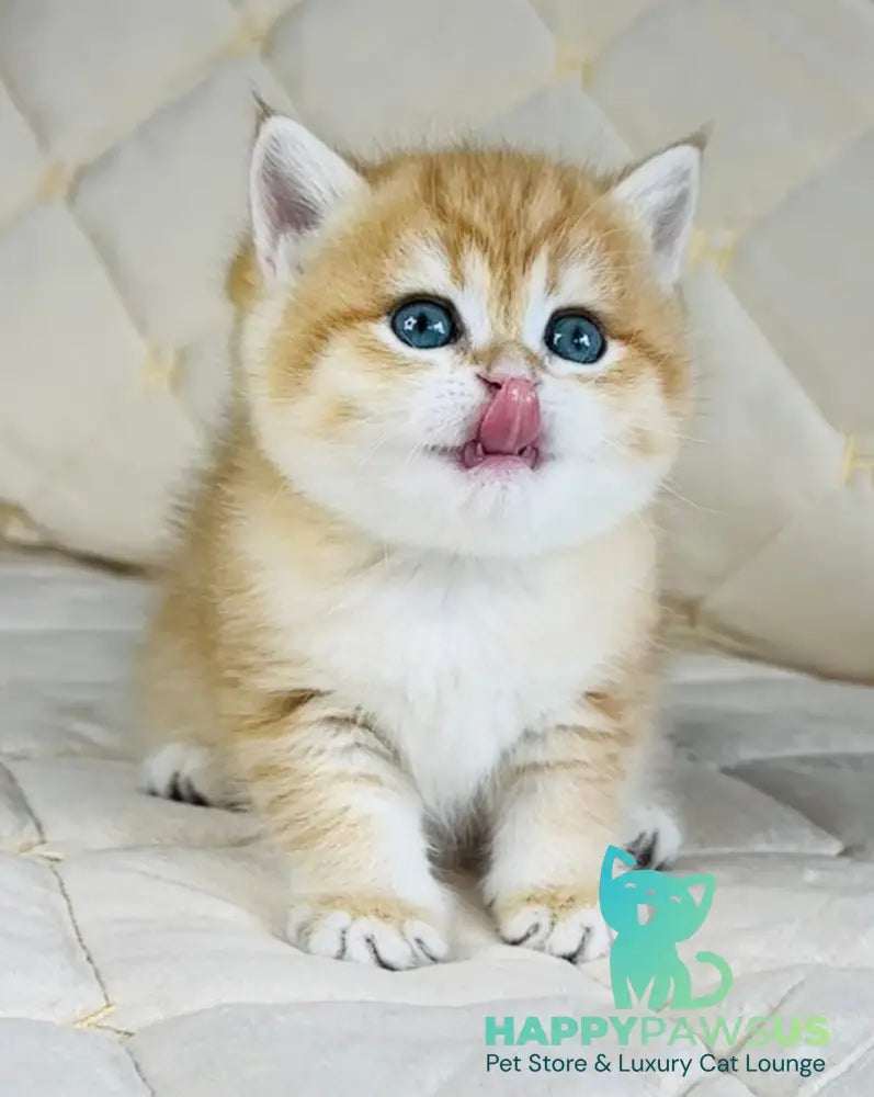 Dasha British Shorthair female black golden spotted tabby - live animals