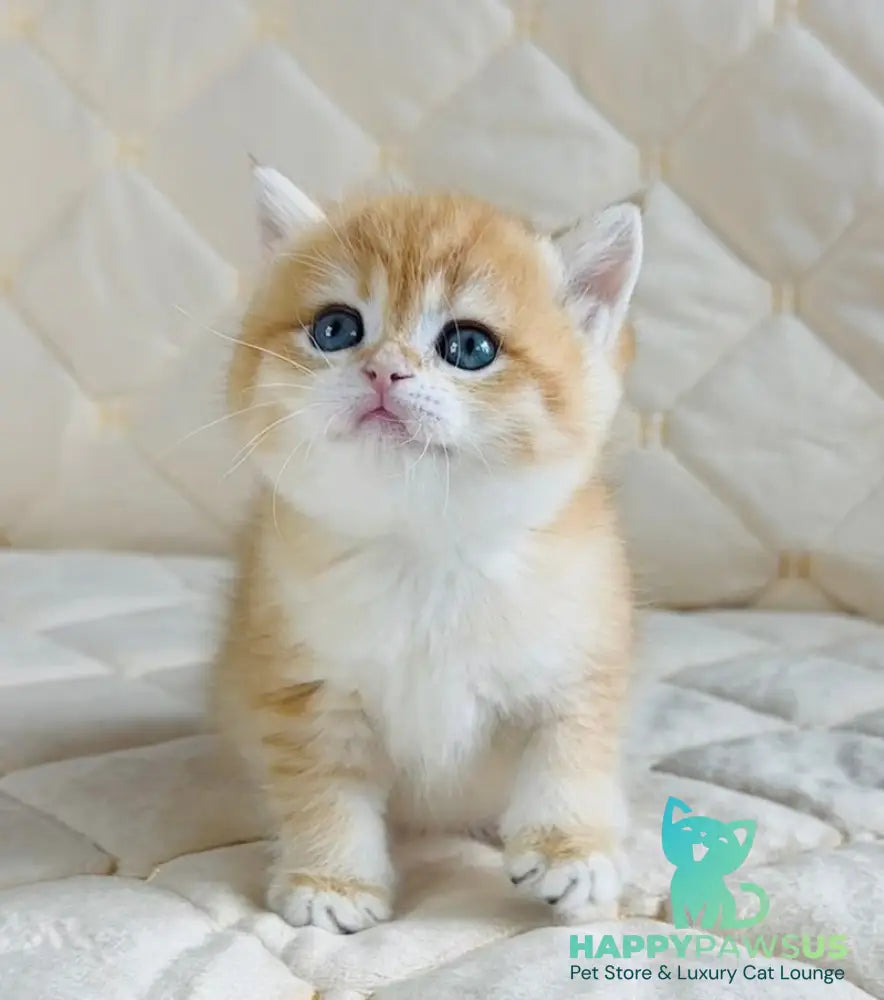 Dasha British Shorthair female black golden spotted tabby - live animals