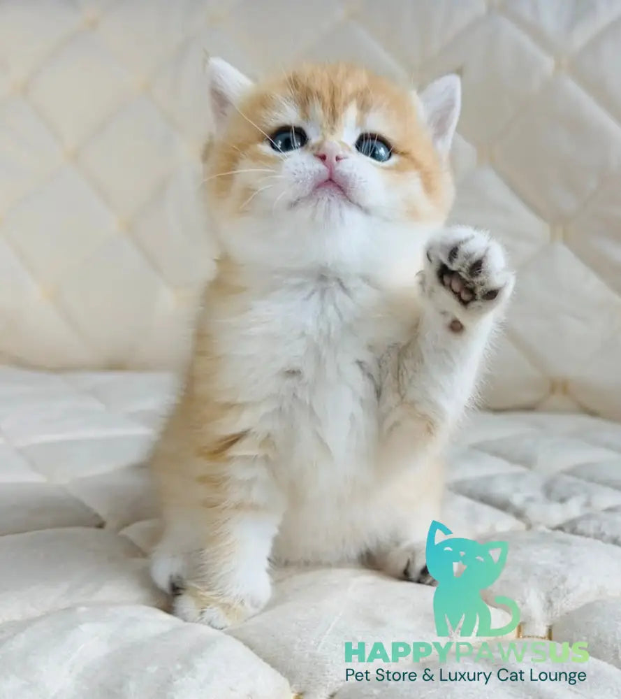 Dasha British Shorthair female black golden spotted tabby - live animals