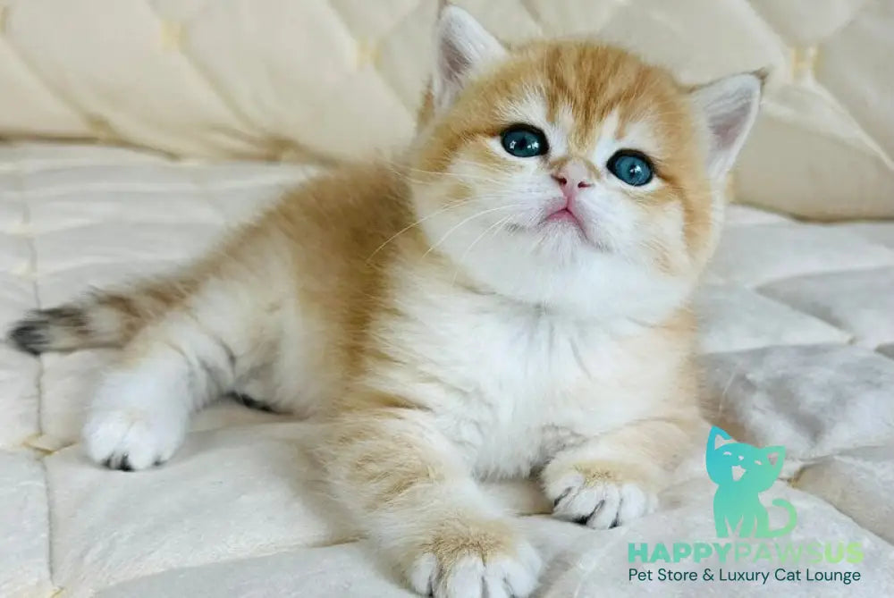 Dasha British Shorthair female black golden spotted tabby - live animals