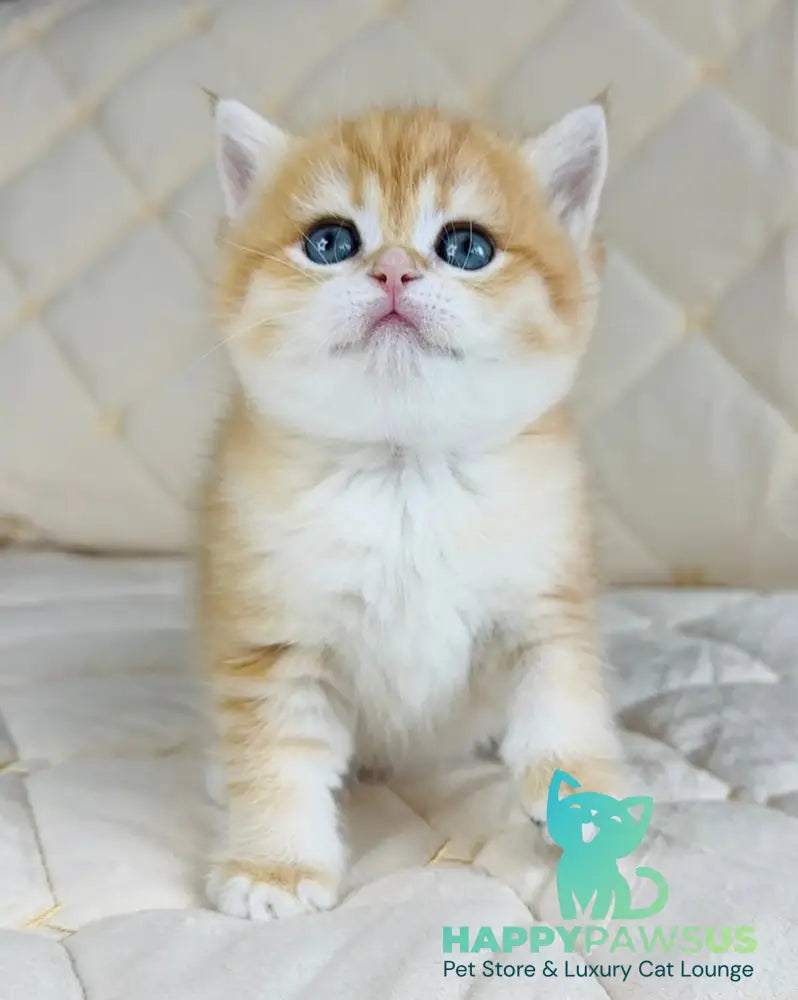 Dasha British Shorthair female black golden spotted tabby - live animals