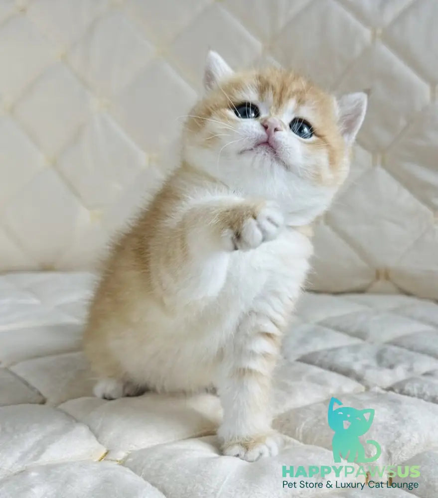 Dasha British Shorthair female black golden spotted tabby - live animals