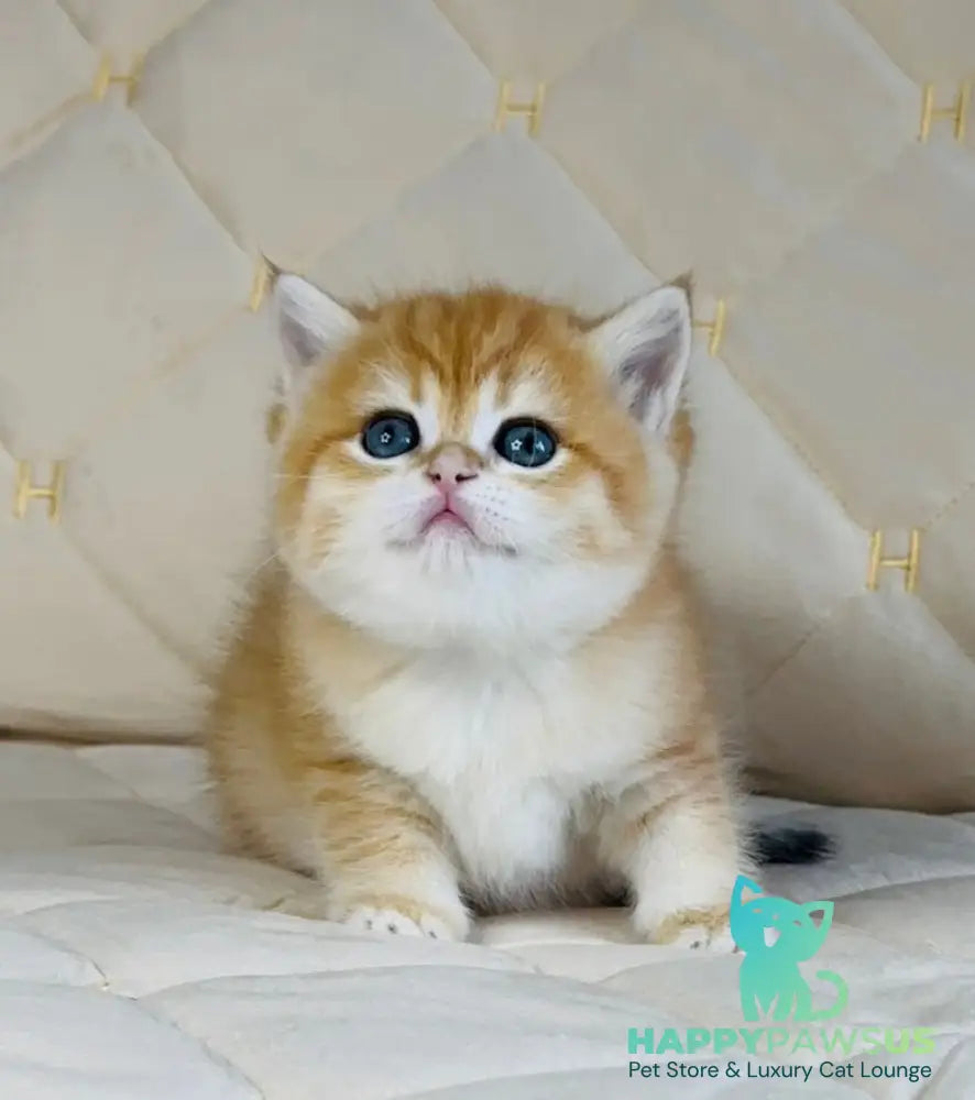 Dasha British Shorthair female black golden spotted tabby - live animals