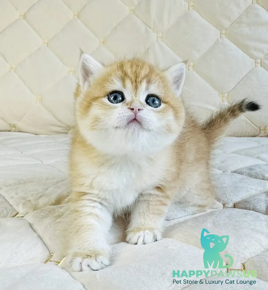 Dasha British Shorthair female black golden spotted tabby - live animals