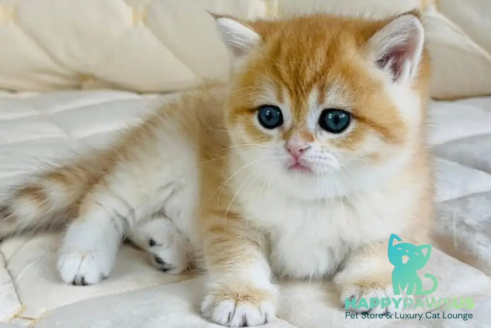 Dasha British Shorthair female black golden spotted tabby - live animals
