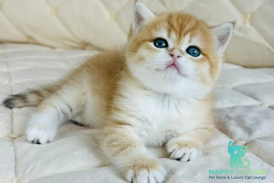 Dasha British Shorthair female black golden spotted tabby - live animals