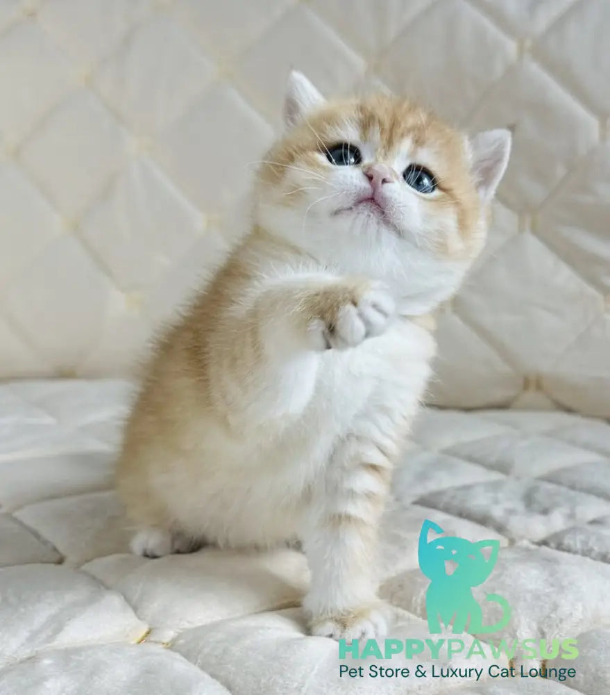 Dasha British Shorthair female black golden spotted tabby - live animals