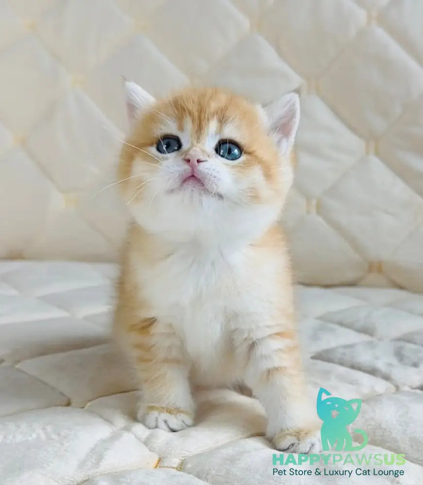 Dasha British Shorthair female black golden spotted tabby - live animals