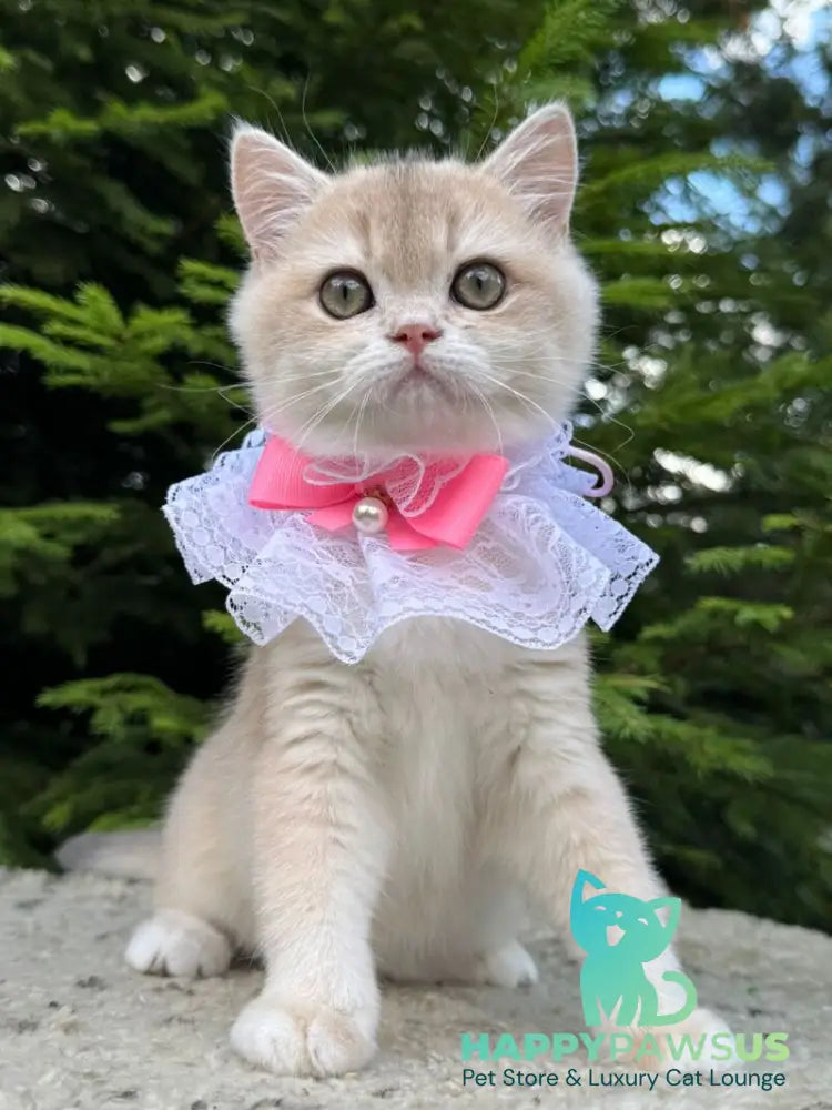 Dasha British Shorthair female blue golden chinchilla - live animals