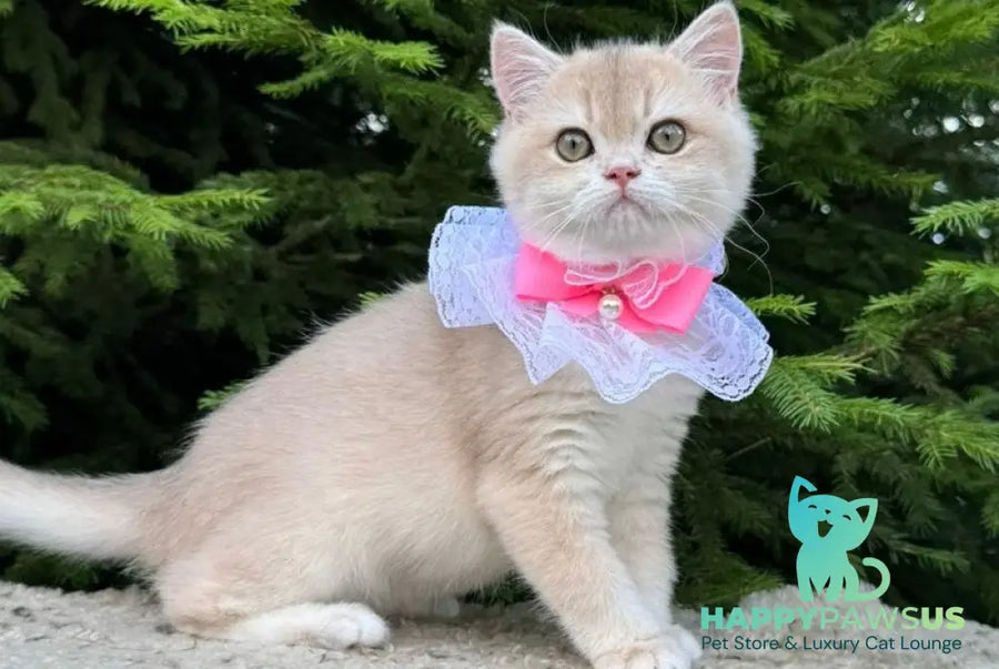 Dasha British Shorthair female blue golden chinchilla - live animals