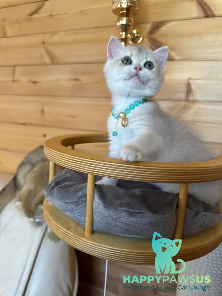 Dasha British Shorthair female blue golden chinchilla - live animals