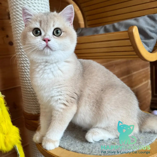 Dasha British Shorthair female blue golden chinchilla - live animals