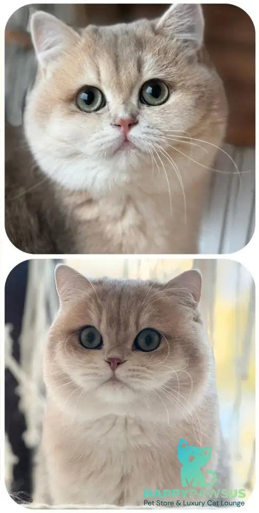 Dasha British Shorthair female blue golden chinchilla - live animals