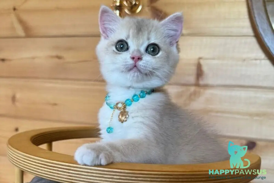 Dasha British Shorthair female blue golden chinchilla - live animals